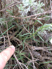 Erysimum franciscanum