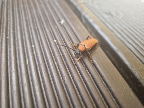 Red Pine Longhorn Beetle