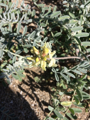 Astragalus miguelensis
