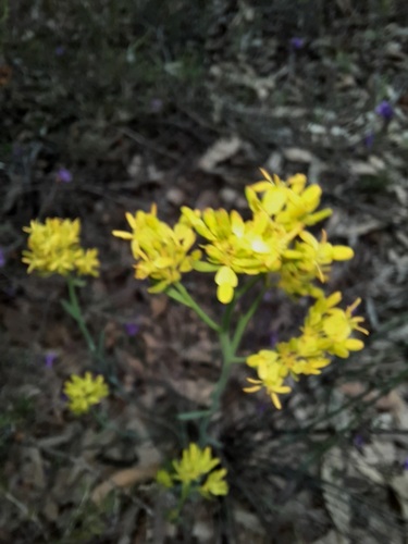 Glischrocaryon behrii