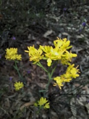 Glischrocaryon behrii