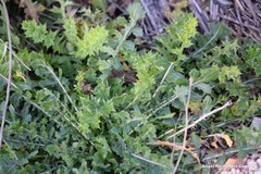 Galium aparine