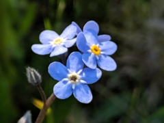 Myosotis