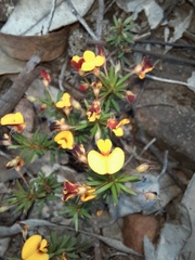 Pultenaea pedunculata, photograph (c) spacegecko, some rights reserved (CC BY)