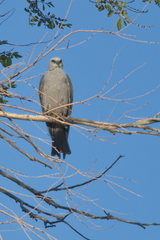 Ictinia mississippiensis