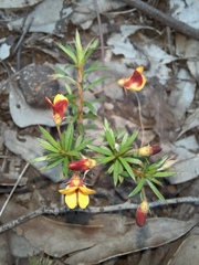 Pultenaea pedunculata, photograph (c) spacegecko, some rights reserved (CC BY)