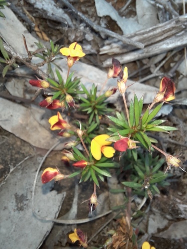 Pultenaea pedunculata, photograph 3