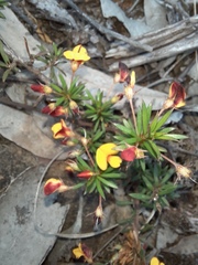 Pultenaea pedunculata, photograph (c) spacegecko, some rights reserved (CC BY)