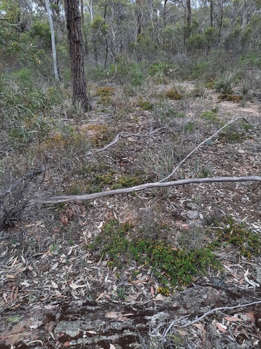 Pultenaea pedunculata, photograph 4