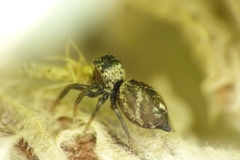 Heliophanus tribulosus