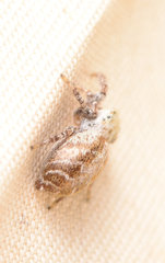 Metaphidippus chera