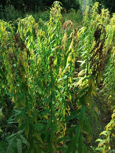 Canada goldenrod