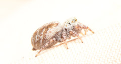 Metaphidippus chera