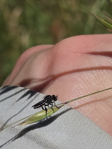 iNaturalist observation photo of Twigsitters
