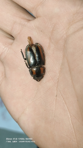 Prosopocoilus biplagiatus