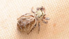 Metaphidippus chera