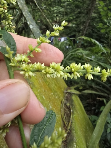 Chamissoa altissima observed 2026-07-24