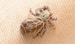 Metaphidippus chera