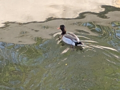 Anatidae