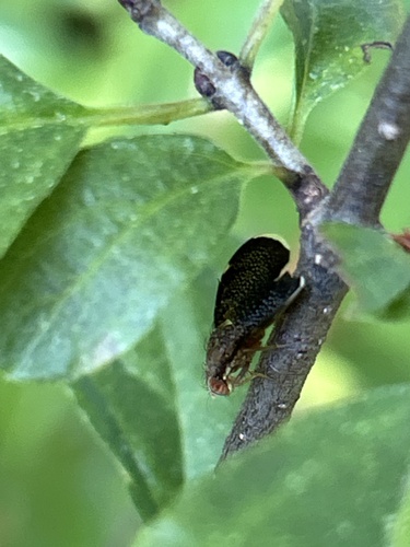 Eutreta novaeboracensis photo 5
