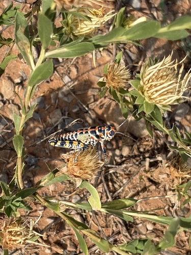 Rainbow Grasshopper