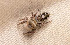 Phidippus carolinensis