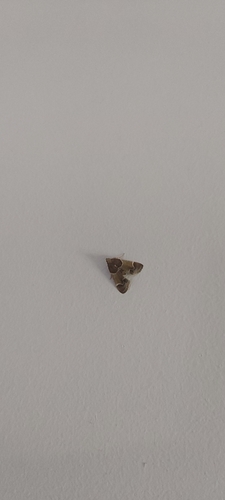 Meal moth