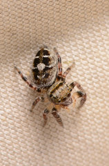 Phidippus carolinensis