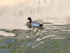 Anatidae