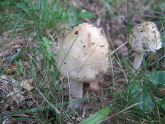 Amanita russuloides