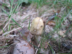 Amanita russuloides