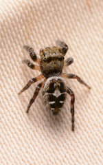 Phidippus carolinensis