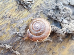 Euomphalia strigella