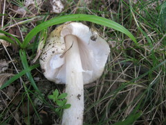 Amanita russuloides