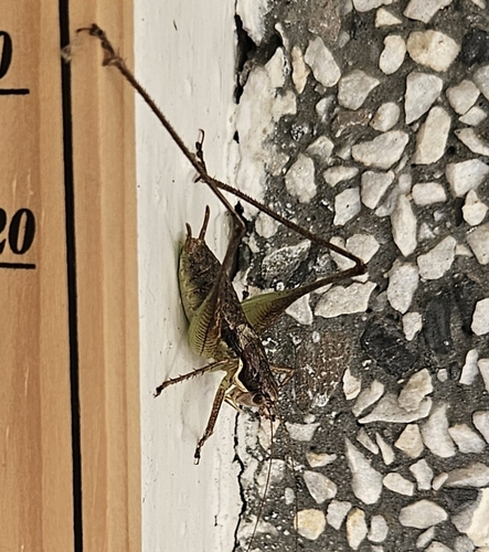 Graceful Bush-cricket