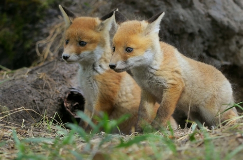 Red Fox