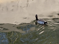 Anatidae