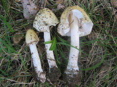 Amanita russuloides