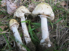 Amanita russuloides