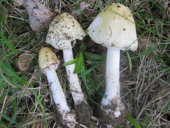 Amanita russuloides