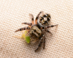 Phidippus carolinensis