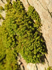 Plenogemma phyllantha