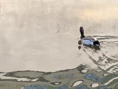 Anatidae