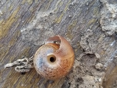 Euomphalia strigella