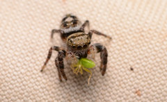 Phidippus carolinensis