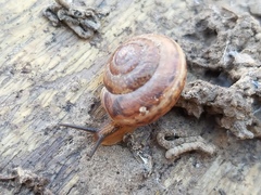 Euomphalia strigella