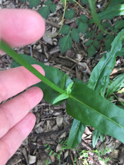 Physostegia angustifolia