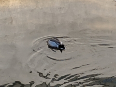 Anatidae