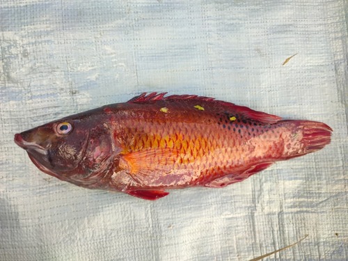 Bodianus diana observed 2026-07-29