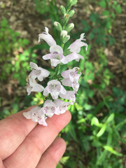 Physostegia angustifolia
